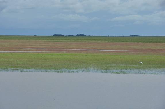 Época de florada na região dos llanos, na Venezuela